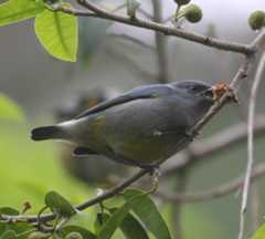 Jamaicaeufonia