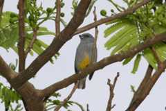 Jamaicaeufonia