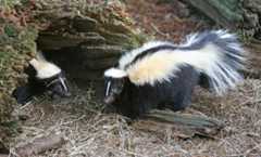 Stripeskunk