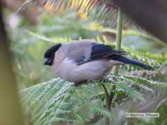Asordompap