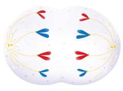 Mikrotubuli