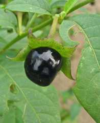 Atropa belladonna frukt