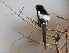 Skjærevarsler.Magpie Shrike. Urolestes melanoleucus, Tanzania