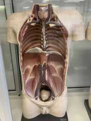 Torso