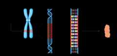 DNA er pakket tett sammen til et X-formet kromosom. To oransje bånd i lik høyde viser genets plass. Når man forstørrer båndet ser det ut som en stige vridd som en spiral, hvor noen av stigetrinnene er oransje. Ved å forstørre stigetrinnene ser man at de egentlig er en bokstavkode. Denne bokstavkoden er oppskriften for et protein som er tegnet som en liten oransje klump.
