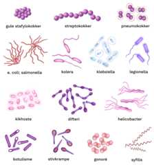 Illustrasjon av vanlige sykdomsgivende bakterier: gule stafylokokker, streptokokker, pneumokokker, e. coli, salmonella, kolera, klebsiella, legionella, kikhoste, difteri, helicobacter, botulisme, stivkrampe, gonoré, syfilis.