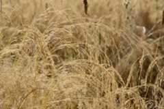 Teff