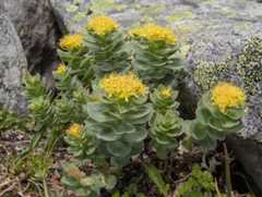 Rosenrot. Sedum roseum.