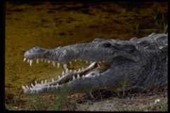 Crocodylus acutus