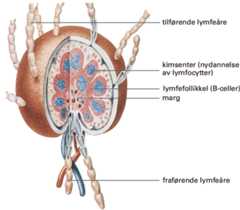 Lymfeknute.