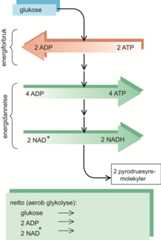 adenosintrifosfat