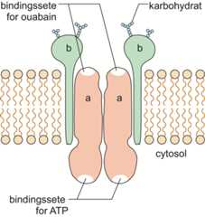 adenosintrifosfat