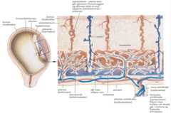 Placenta.