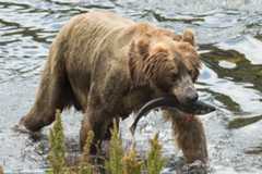 Kodiakbjørn