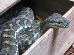 Morelia spilota variegata