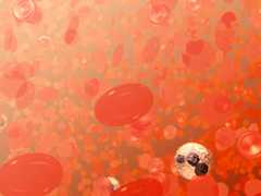 Erytrocytter