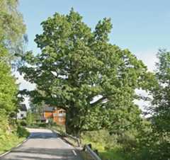 Kjoseeika