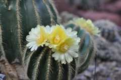Parodia magnifica