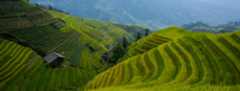 Risterrasser i Longsheng, Kina