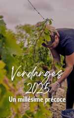 Vendanges 2025 : un millésime précoce