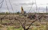 Vigne : 130 millions pour un nouveau plan d’arrachage