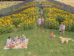 The world's largest sunflower is just an hour from Melbourne's CBD