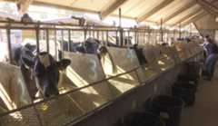 Big Hat, No Cattle: 5 Indicted in $220 Million Nationwide Cattle Fraud Scheme