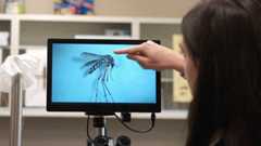 An Invasive Disease-Carrying Mosquito Has Spread to the Rocky Mountains