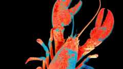 Moltbook, the Social Network for AI Agents, Exposed Real Humans’ Data