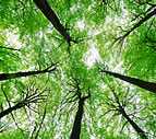 Canopy Illustration