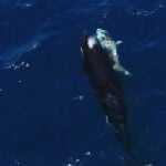 An orca swims next to the carcass of a great white shark