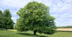 Oak tree in a field