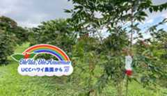 コーヒーの害虫CBBのトラップ活用　－UCCハワイコーヒー農園からー