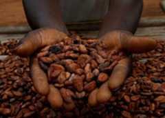 Cocoa Price
