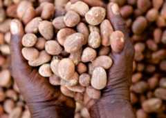 Shea nut prices plunge 30% after export ban, threatening livelihoods and investor confidence – CPPE 