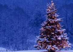 Price check: What Christmas trees really cost in Nigeria in 2025 