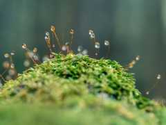 Moss sporangia with morning dew (close-up)