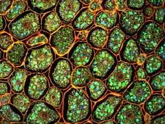 Confocal microscopy of plants