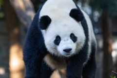 Giant panda Bao Li in his outdoor habitat Oct. 30, 2024. Photo credit: Roshan Patel/Smithsonian's National Zoo and Conservation Biology Institute.