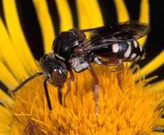 Epeolus cruciger. Photo (c) Andrej Gogala. This species moved from NT to LC in 2025 for non-genuine reasons.
