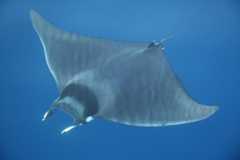 Spinetail Devil Ray (Mobula mobular). Photo (c) Fabrizio Serena. This species moved from EN to CR in 2025 for non-genuine reasons.
