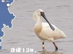 这片海湾，为何让“鸟中熊猫”一往情深