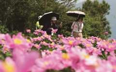 谷雨时节！220亩梯田芍药迎客