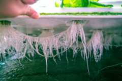 Lattice of lettuce roots in ASU vertical farm