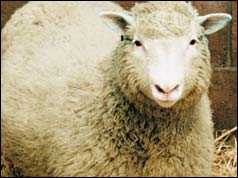 Dolly the sheep
