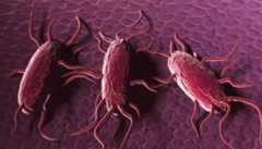 3 pink cylinders with filaments coming out of them