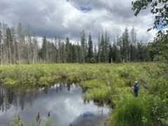 A scientist works among tall grasses on a cloudy day near a wetland on the edge of a forest.