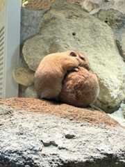 【もふもふ】 「大玉転がしンディに見えなくもないンディ」 - 足立区生物園の人気者「グンディ」とは?