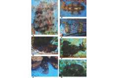 重なって隠れて溶け込んで - シロイカが海中で見せる巧妙な生存戦略とは