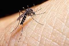 Aedes aegypti mosquito
